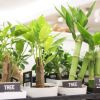 ホンモノの観葉植物です